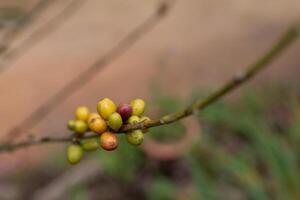 The coffee trees at the research center are producing a large amount of coffee beans after research into coffee beans that are suitable for the climate and can be grown to produce excellent yields. photo