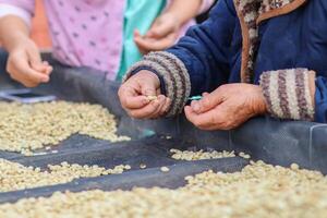 Farmers separate out imperfect coffee beans after drying them sun reduce humidity so that only perfect coffee beans remain and take them roasting process export coffee beans that meet export standards photo