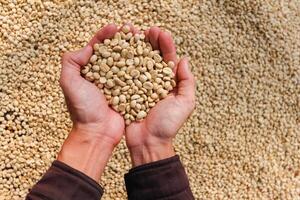Farmers harvest coffee beans and dry them in the sun to reduce moisture in the coffee beans and wait for sorting to enter the coffee roasting process to meet the required standards before exporting. photo