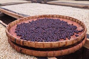 Farmers harvest coffee beans and dry them in the sun to reduce moisture in the coffee beans and wait for sorting to enter the coffee roasting process to meet the required standards before exporting. photo