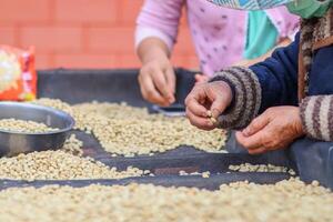 Farmers separate out imperfect coffee beans after drying them sun reduce humidity so that only perfect coffee beans remain and take them roasting process export coffee beans that meet export standards photo