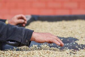 Farmers separate out imperfect coffee beans after drying them sun reduce humidity so that only perfect coffee beans remain and take them roasting process export coffee beans that meet export standards photo
