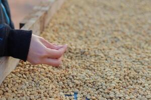 Farmers separate out imperfect coffee beans after drying them sun reduce humidity so that only perfect coffee beans remain and take them roasting process export coffee beans that meet export standards photo