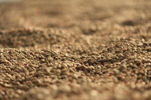 Farmers harvest coffee beans and dry them in the sun to reduce moisture in the coffee beans and wait for sorting to enter the coffee roasting process to meet the required standards before exporting. photo
