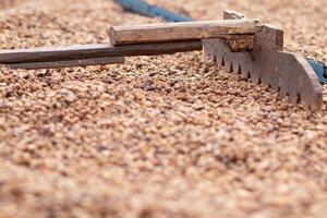 Farmers harvest coffee beans and dry them in the sun to reduce moisture in the coffee beans and wait for sorting to enter the coffee roasting process to meet the required standards before exporting. photo