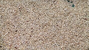 Farmers harvest coffee beans and dry them in the sun to reduce moisture in the coffee beans and wait for sorting to enter the coffee roasting process to meet the required standards before exporting. photo