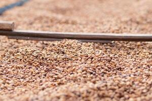 Farmers harvest coffee beans and dry them in the sun to reduce moisture in the coffee beans and wait for sorting to enter the coffee roasting process to meet the required standards before exporting. photo