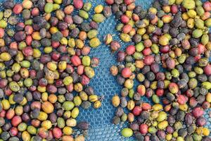 Farmers harvest coffee beans and dry them in the sun to reduce moisture in the coffee beans and wait for sorting to enter the coffee roasting process to meet the required standards before exporting. photo