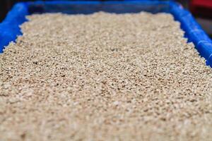 Farmers harvest coffee beans and dry them in the sun to reduce moisture in the coffee beans and wait for sorting to enter the coffee roasting process to meet the required standards before exporting. photo