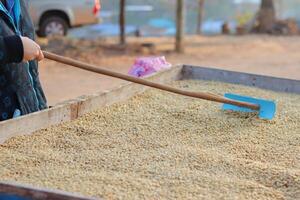 Farmers harvest coffee beans and dry them in the sun to reduce moisture in the coffee beans and wait for sorting to enter the coffee roasting process to meet the required standards before exporting. photo