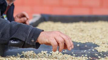 Farmers separate out imperfect coffee beans after drying them sun reduce humidity so that only perfect coffee beans remain and take them roasting process export coffee beans that meet export standards photo