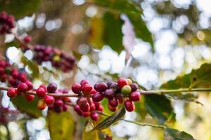 The coffee trees at the research center are producing a large amount of coffee beans after research into coffee beans that are suitable for the climate and can be grown to produce excellent yields. photo