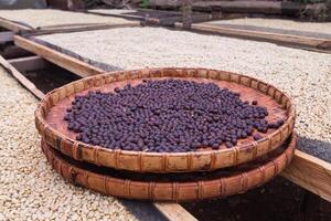 Farmers harvest coffee beans and dry them in the sun to reduce moisture in the coffee beans and wait for sorting to enter the coffee roasting process to meet the required standards before exporting. photo
