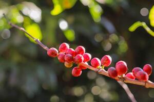 The coffee trees at the research center are producing a large amount of coffee beans after research into coffee beans that are suitable for the climate and can be grown to produce excellent yields. photo