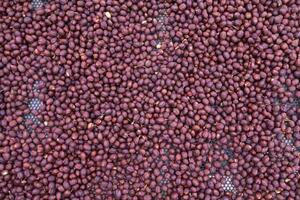 Farmers harvest coffee beans and dry them in the sun to reduce moisture in the coffee beans and wait for sorting to enter the coffee roasting process to meet the required standards before exporting. photo