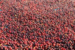 Farmers harvest coffee beans and dry them in the sun to reduce moisture in the coffee beans and wait for sorting to enter the coffee roasting process to meet the required standards before exporting. photo