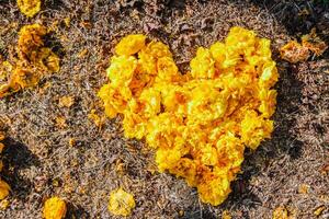 The bright yellow flowers in the background are arranged in a heart shape on the grass and the heart shape means I love you and is also a symbol of love and friendship for one another. Copy Space photo