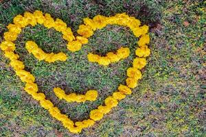 The bright yellow flowers in the background are arranged in a heart shape on the grass and the heart shape means I love you and is also a symbol of love and friendship for one another. Copy Space photo