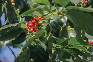The coffee trees at the research center are producing a large amount of coffee beans after research into coffee beans that are suitable for the climate and can be grown to produce excellent yields. photo