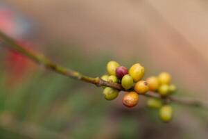The coffee trees at the research center are producing a large amount of coffee beans after research into coffee beans that are suitable for the climate and can be grown to produce excellent yields. photo