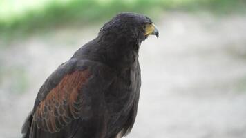 The Harris's Hawk is living in nature. The Harris Hawk is seen flying over a patchy grassy and dirt. indicating a natural or semi-natural habitat where the bird is likely hunting or exploring. video