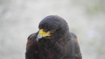 The Harris's Hawk is living in nature. The Harris Hawk is seen flying over a patchy grassy and dirt. indicating a natural or semi-natural habitat where the bird is likely hunting or exploring. video