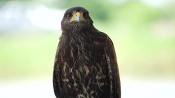 The Harris's Hawk is living in nature. The Harris Hawk is seen flying over a patchy grassy and dirt. indicating a natural or semi-natural habitat where the bird is likely hunting or exploring. video