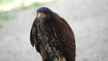 The Harris's Hawk is living in nature. The Harris Hawk is seen flying over a patchy grassy and dirt. indicating a natural or semi-natural habitat where the bird is likely hunting or exploring. video