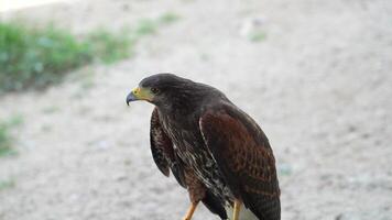 The Harris's Hawk is living in nature. The Harris Hawk is seen flying over a patchy grassy and dirt. indicating a natural or semi-natural habitat where the bird is likely hunting or exploring. video