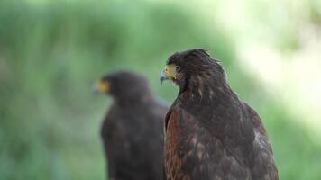 The Harris's Hawk is living in nature. The Harris Hawk is seen flying over a patchy grassy and dirt. indicating a natural or semi-natural habitat where the bird is likely hunting or exploring. video