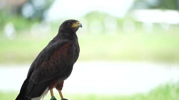 The Harris's Hawk is living in nature. The Harris Hawk is seen flying over a patchy grassy and dirt. indicating a natural or semi-natural habitat where the bird is likely hunting or exploring. video