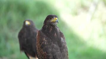 The Harris's Hawk is living in nature. The Harris Hawk is seen flying over a patchy grassy and dirt. indicating a natural or semi-natural habitat where the bird is likely hunting or exploring. video