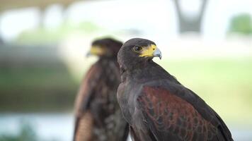 The Harris's Hawk is living in nature. The Harris Hawk is seen flying over a patchy grassy and dirt. indicating a natural or semi-natural habitat where the bird is likely hunting or exploring. video