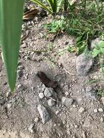 there is cat feces that are being infested with flies photo