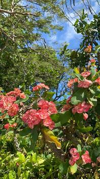Pink Crown of Thorns in Bloom photo