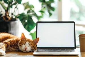 Laptop Mockup with cute sleepy cat photo