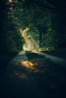 Path through forest with sunbeams on morning photo