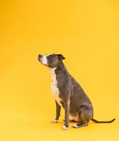 Cute Pitbull Blue dog sitting in yellow studio photo