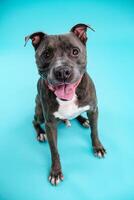 Adorable American Pitbull dog in blue studio photo
