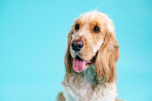 Cute Cocker Spaniel dog looking away in blue studio photo