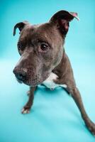 Cute American Pitbull dog looking attentive on blue background photo