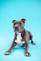 Cute American Pitbull dog looking attentive on blue background photo