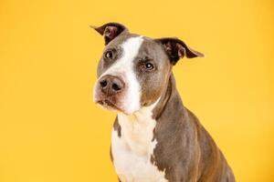 Cute Pitbull Blue dog looking away in yellow studio photo