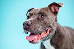 Adorable American Pitbull dog looking away photo