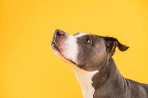 Curious Pit Bull Blue against a yellow Background photo