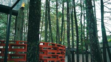 Tranquil forest scene with tall pine trees and a glimpse of a red wooden fence video