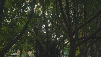 Sunlight Filtering Through Dense Forest Canopy video