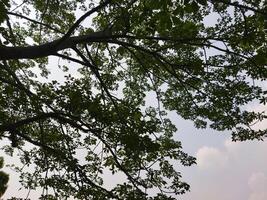 a view of the top of a tree with green leaves photo