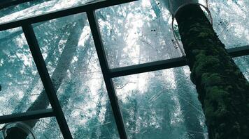 Abstract view of a moss-covered tree trunk against a geometric pattern of window frames, with a backdrop of a blurred forest canopy video