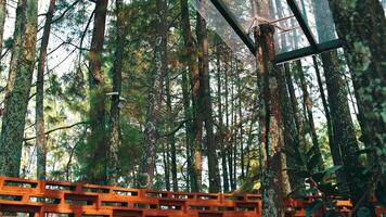Serene forest scene with tall pine trees and a wooden bench, showcasing the tranquility of a natural woodland environment. video